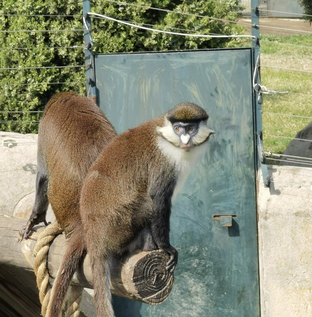 群猴結伴出行 乘飛機坐卡車 享受VIP級“門到門”服務 群猴結伴出行 乘飛機坐卡車 享受VIP級“門到門”服務