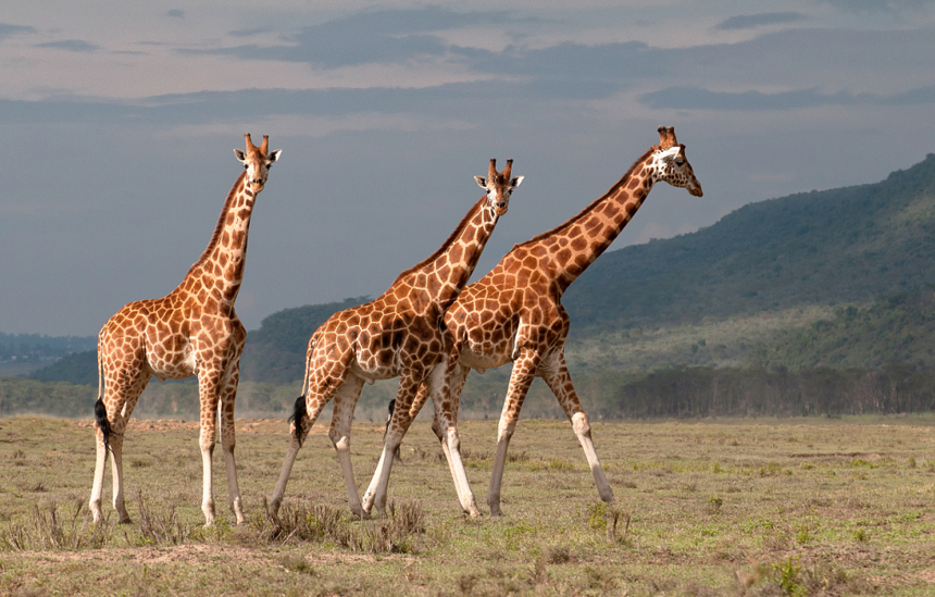 埃塞俄比亞航空慶祝中國航線全面復航 首個非洲多國游團隊啟程