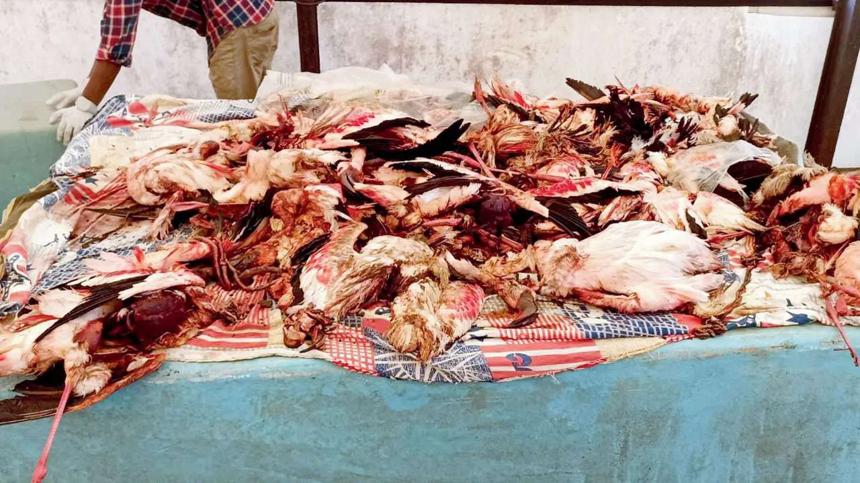 阿聯酋航空一航班遭遇鳥擊 撞死40只火烈鳥 飛機受損停飛 阿聯酋航空一航班遭遇鳥擊 撞死40只火烈鳥 飛機受損停飛