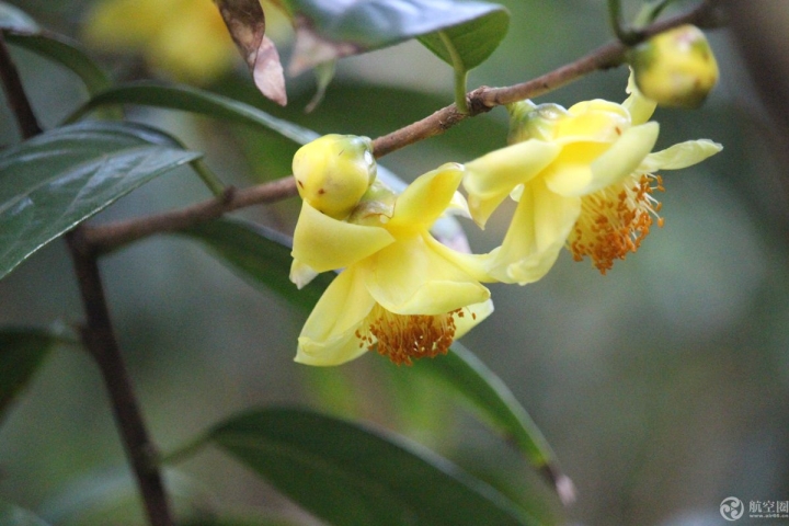 像一位翩翩起舞的小公主，拍攝于2月5日