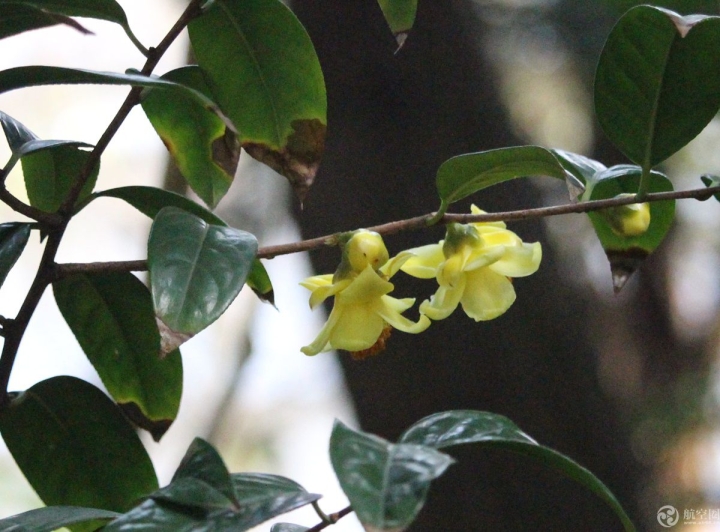 廣西南寧金花茶公園一朵正在開(kāi)放的金花茶花神似人形，角度不同，看到的樣子也不同，既像孫悟空的造型，又像一位翩翩起舞的小公主，還像《小王子》中的小王子造型。拍攝于2月5日