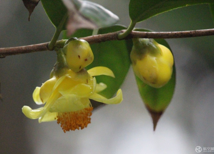 神似孫悟空，拍攝于2月3日