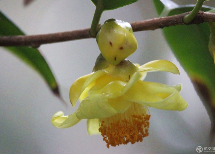 神似孫悟空，拍攝于2月3日