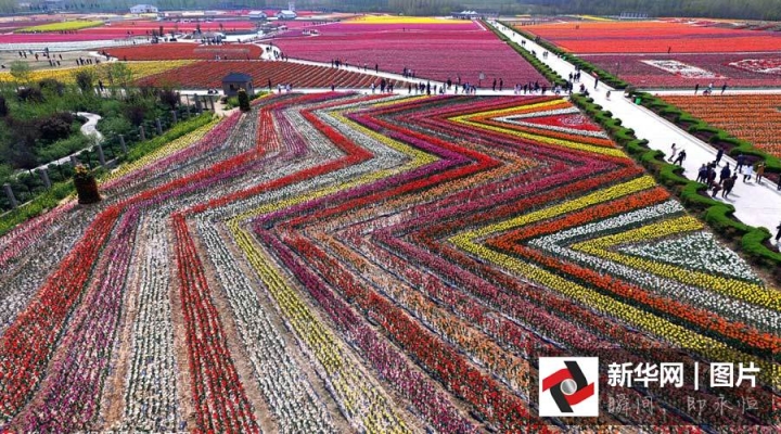 航拍河南駐馬店千畝郁金香